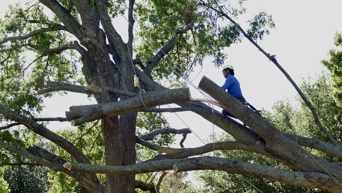 Professional Crown Thinning performed by certified arborists in Royal
